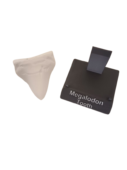 Diente de Megalodón en 3D