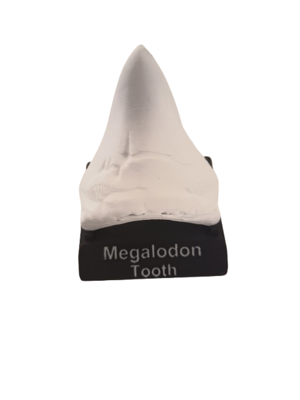Diente de Megalodón en 3D
